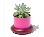 HEMA - Plante artificielle cactus rose